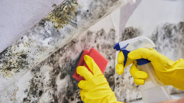 Why You Should Choose Our Mold Remediation Services in Stanford, KY